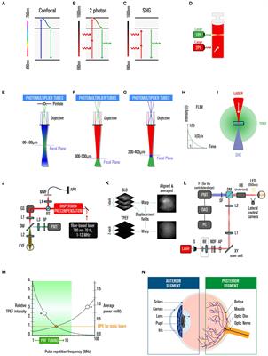 Two-photon excitation fluorescence in ophthalmology: safety and improved imaging for functional diagnostics